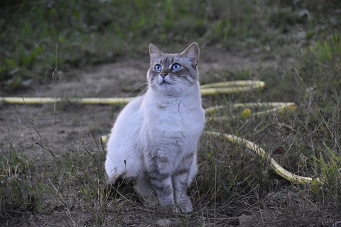 cat-4380875_640