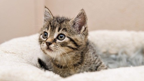 kitten-5261565_640