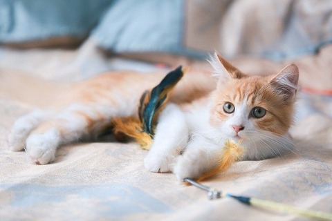 cat-gb32b78186_640