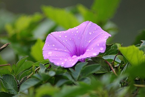 flower-179440_640