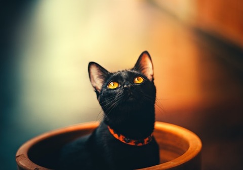 helena-lopes-Ew2FI_2T7Xc-unsplash