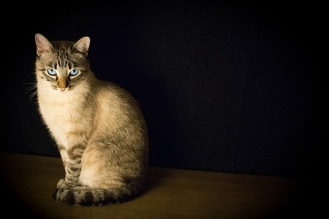 cat-2590467_640