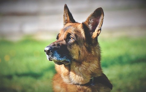 shepherd-dog-gee8f9447b_640