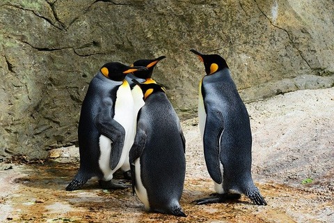 king-penguins-g7456f146d_640