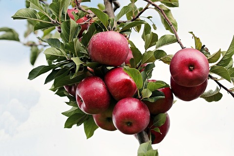 apple-2788599_640