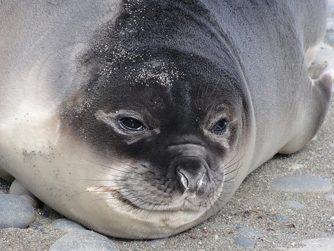 elephant-seal-3405268_640