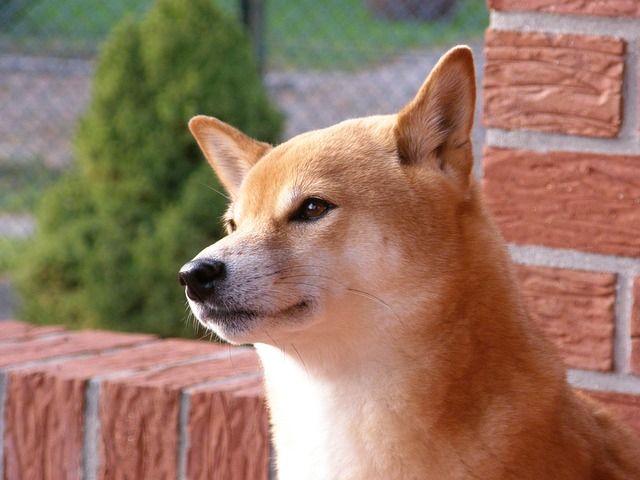 動画 食べ方が上品すぎる柴犬が話題ｗ反応まとめ つぶちゃん Twitterまとめ