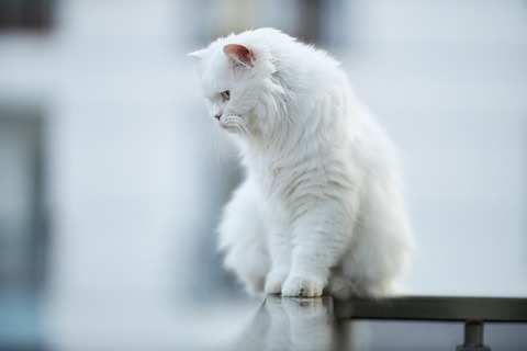 cat-g84b465449_640