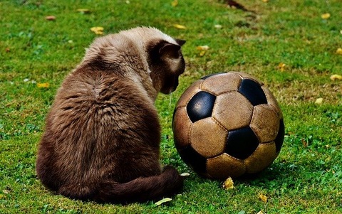 cat-2486446_640
