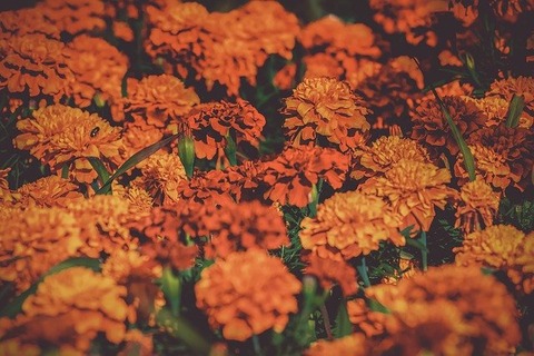 marigold-3502842_640