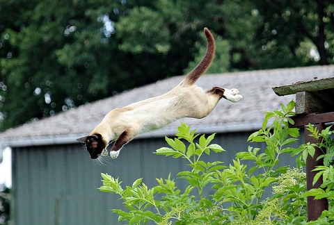 cat-1504233_640