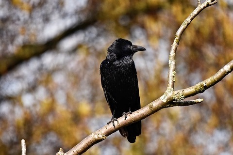crow-3282258_640