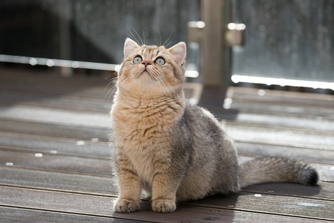 british-shorthair-g1dc7d7524_640