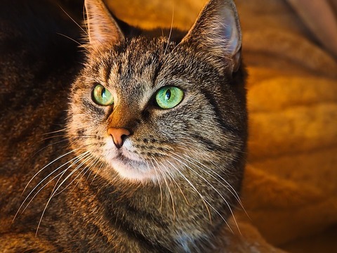 cat-1108002_640