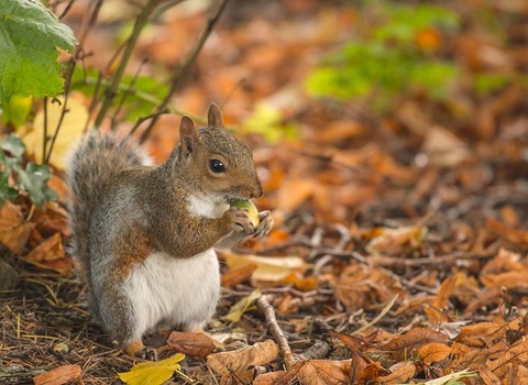 squirrel-3772585_640