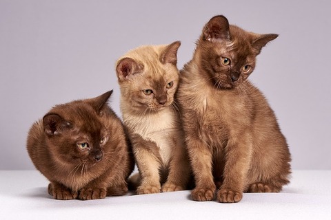 cute-gdb328103b_640