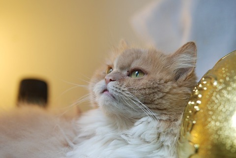 cat-2280148_640