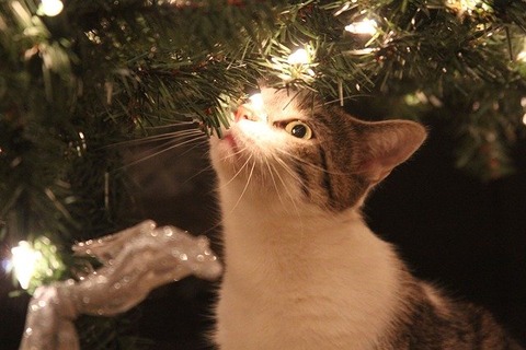 kitty-2407454_640