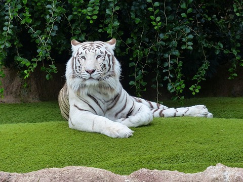 white-bengal-tiger-406999_640