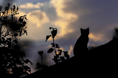 cat-1287438_640