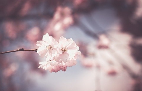 cherry-blossom-ge479fad0e_640