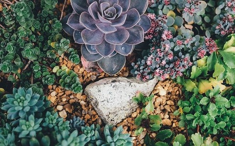 succulents-1030982_640