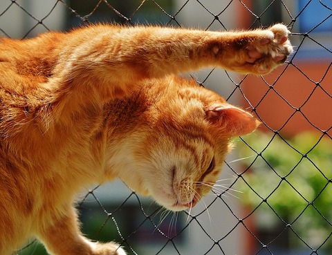 cat-1455463_640