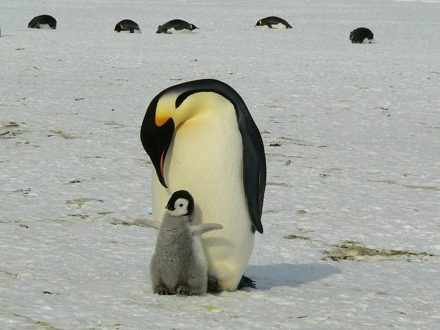 皇帝ペンギンの作る ペンギン保育園 がかわいいと話題 反応まとめ つぶちゃん Twitterまとめ