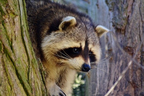 raccoon-4004766_640