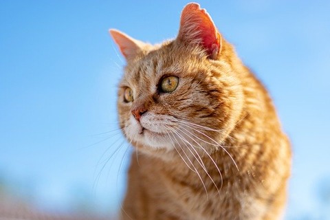 cat-5183427_640