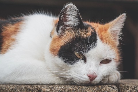 cat-3628045_640