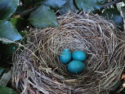 bird-nest-560384_640