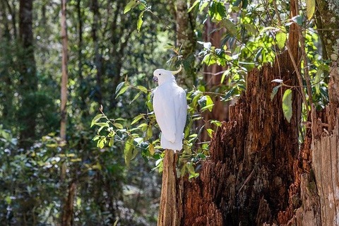 sulphur-crested-cockatoo-4573568_640