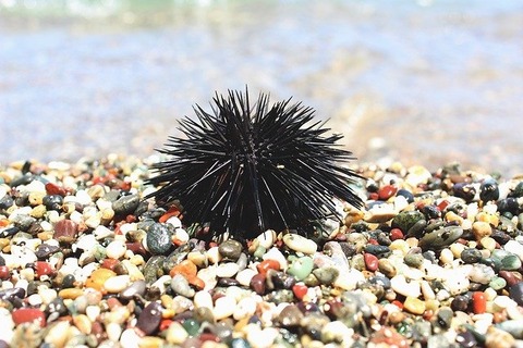 sea-urchin-2496947_640