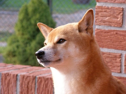 shiba-2937633_640