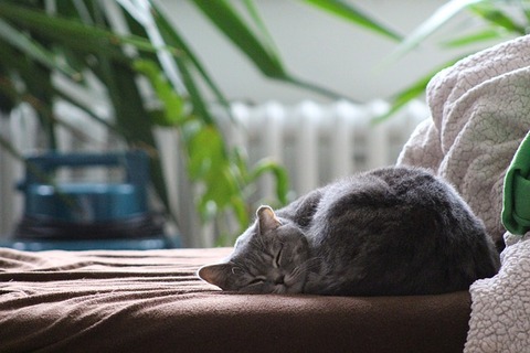 cat-2520988_640 (1)