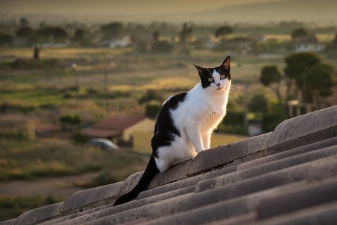 cat-3431409_640