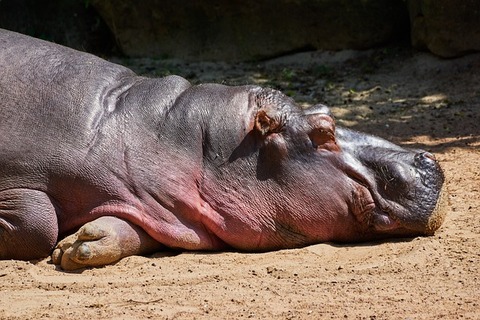 hippo-5248754_640