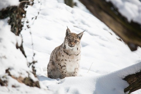 snow-3237531_640