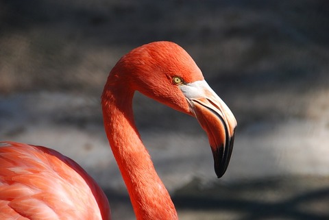 flamingo-92728_640