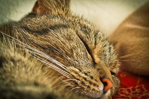 cat-1607589_640