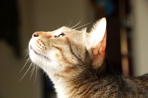 cat-2159839_640