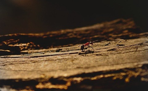 ant-4155225_640