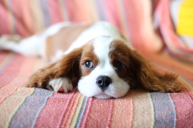 画像 犬のこういうところ本当に好き ツイートが話題ｗ反応まとめ つぶちゃん Twitterまとめ