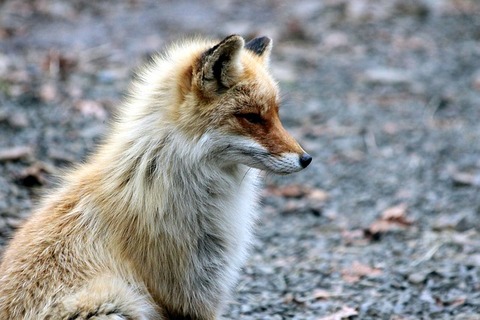 fox-2360265_640