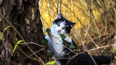 cat-portrait-2973898_640