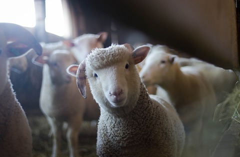sheep-3025866_640