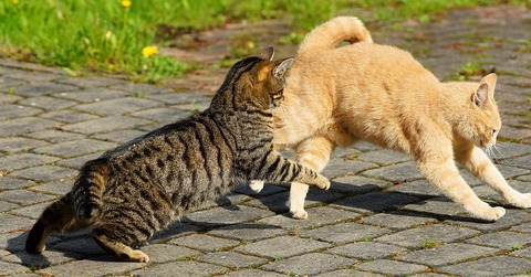 animal-3351684_640