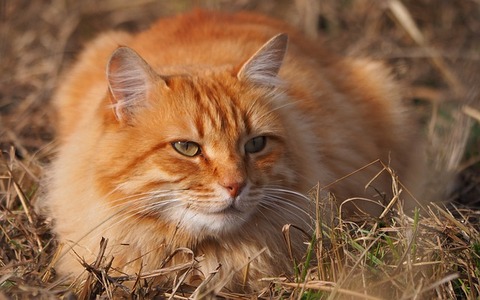 animal-3095114_640