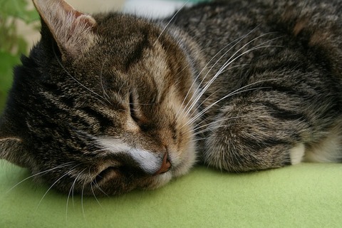 domestic-cat-3698104_640